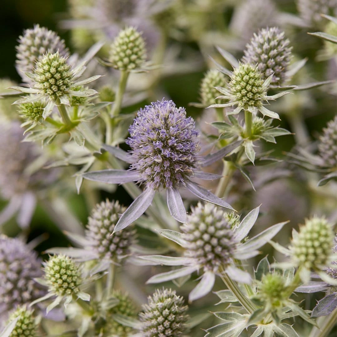 Roots Plants Perennials Eryngium 'Magical Blue Globe' | 1L Pot 4 Roots Plants Perennials Eryngium 'Magical Blue Globe' | 1L Pot