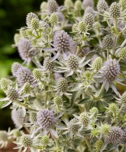 Roots Plants Perennials Eryngium 'Magical Blue Globe' | 1L Pot 7 Roots Plants Perennials Eryngium 'Magical Blue Globe' | 1L Pot