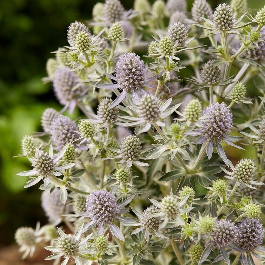 Roots Plants Perennials Eryngium 'Magical Blue Globe' | 1L Pot 5 Roots Plants Perennials Eryngium 'Magical Blue Globe' | 1L Pot