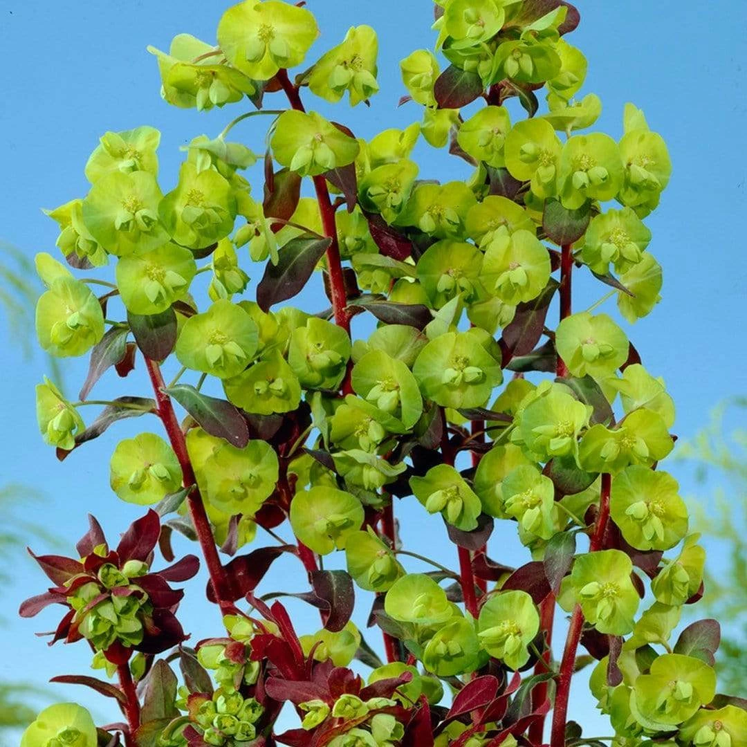 Roots Plants Perennials Euphorbia Purpurea 3 Roots Plants Perennials Euphorbia Purpurea