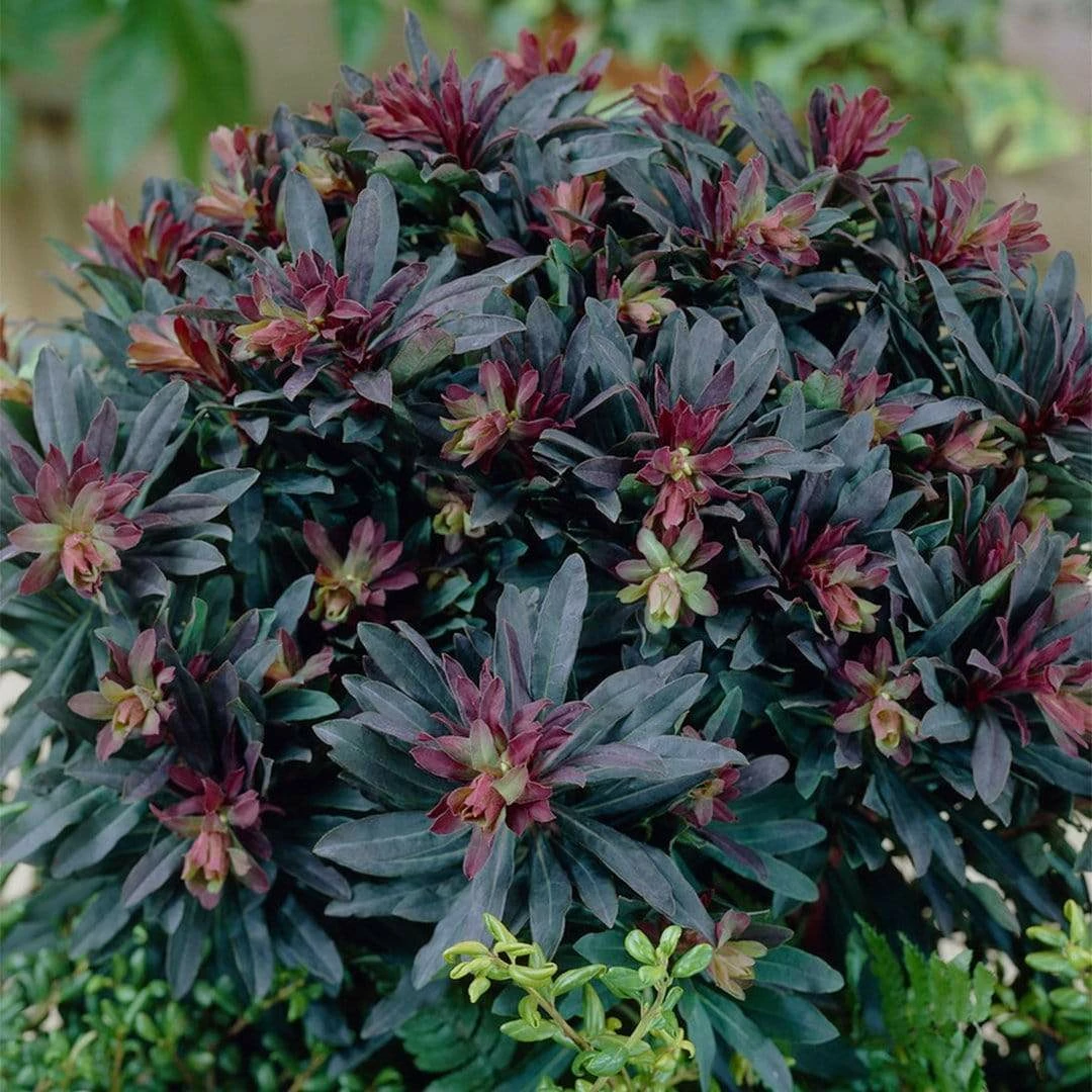 Roots Plants Perennials Euphorbia Purpurea 4 Roots Plants Perennials Euphorbia Purpurea