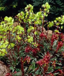 Roots Plants Perennials Euphorbia Purpurea 9 Roots Plants Perennials Euphorbia Purpurea