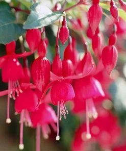 Roots Plants Fuchsia 'Red Tyrol Standard' | 3L Pot