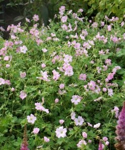 Roots Plants Geraniums & Pelargoniums Hardy Geranium Collection | 3 X 1L Pots 10 Roots Plants Geraniums & Pelargoniums Hardy Geranium Collection | 3 X 1L Pots