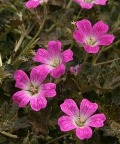 Roots Plants Geraniums & Pelargoniums Hardy Geranium Collection | 3 X 1L Pots 12 Roots Plants Geraniums & Pelargoniums Hardy Geranium Collection | 3 X 1L Pots