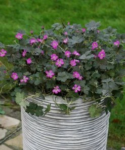Roots Plants Geranium 'Orkney Cherry' | 1L Pot Geraniums & Pelargoniums
