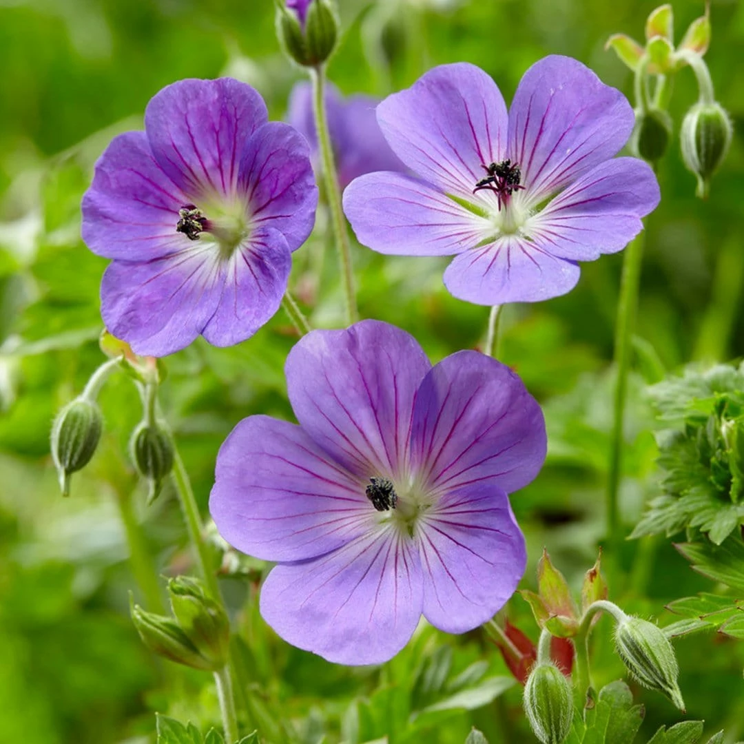 Roots Plants Geraniums & Pelargoniums Hardy Geranium Collection | 3 X 1L Pots 6 Roots Plants Geraniums & Pelargoniums Hardy Geranium Collection | 3 X 1L Pots