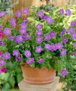 Roots Plants Geranium 'Rozanne'