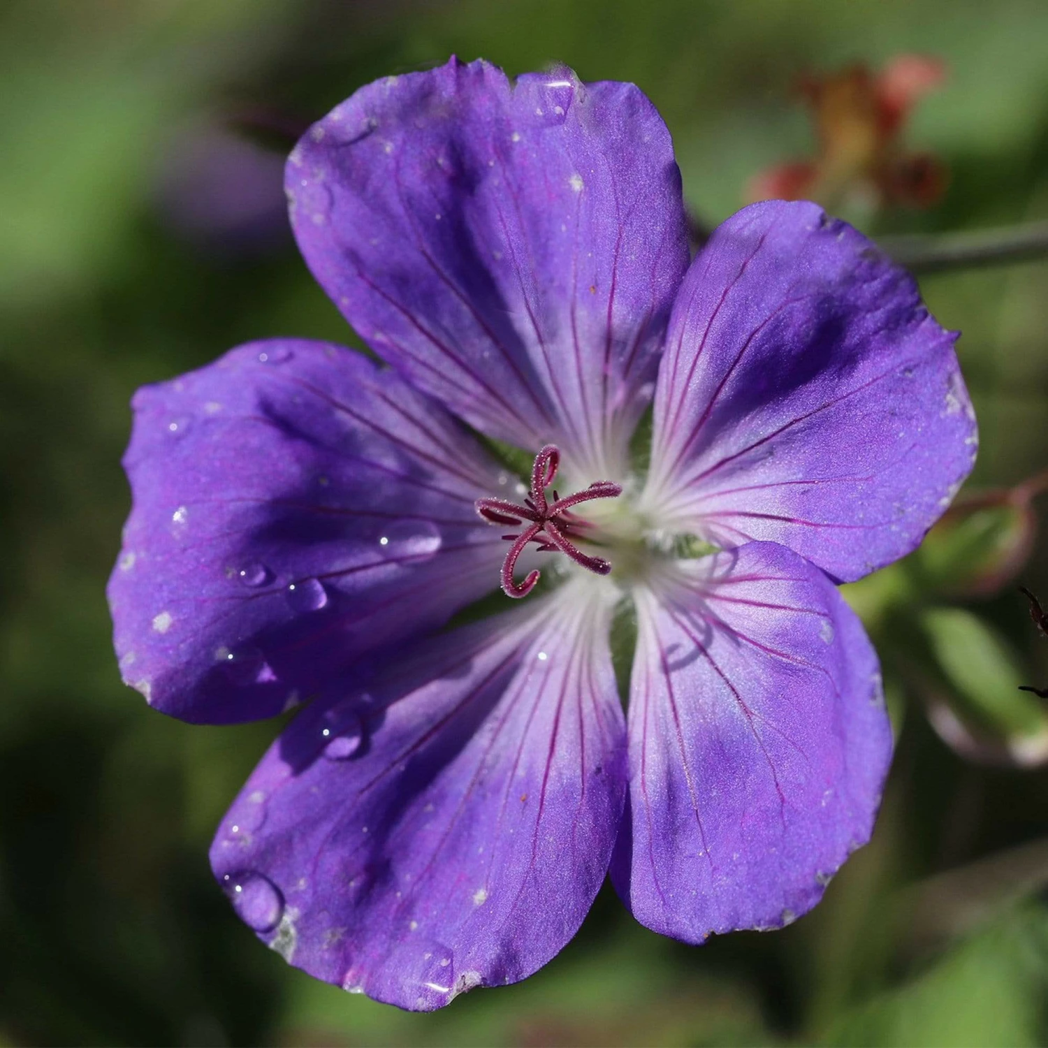 Roots Plants Geranium 'Sweet Heidy' | 1L Pot Geraniums & Pelargoniums 3 Roots Plants Geranium 'Sweet Heidy' | 1L Pot Geraniums & Pelargoniums