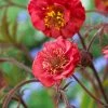 Roots Plants Geum 'Flames Of Passion' | 10.5cm Pot 2 Roots Plants Geum 'Flames Of Passion' | 10.5cm Pot