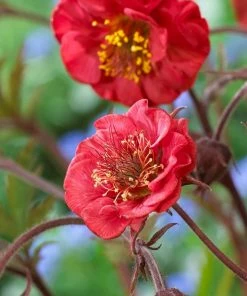 Roots Plants Geum'Flames Of Passion' | 10.5cm Pot