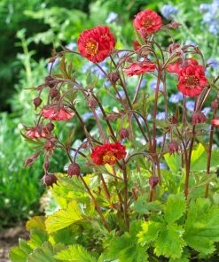 Roots Plants Geum 'Flames Of Passion' | 10.5cm Pot