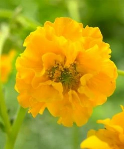 Roots Plants Perennials Geum'Lady Stratheden'