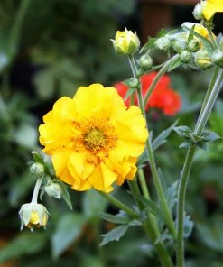 Roots Plants Perennials Geum 'Lady Stratheden' 6 Roots Plants Perennials Geum 'Lady Stratheden'