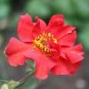 Roots Plants Perennials Geum 'Pink Petticoats' 1 Roots Plants Perennials Geum 'Pink Petticoats'