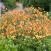 Roots Plants Perennials Geum 'Totally Tangerine' 1 Roots Plants Perennials Geum 'Totally Tangerine'