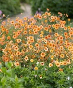 Roots Plants Perennials Geum 'Totally Tangerine'