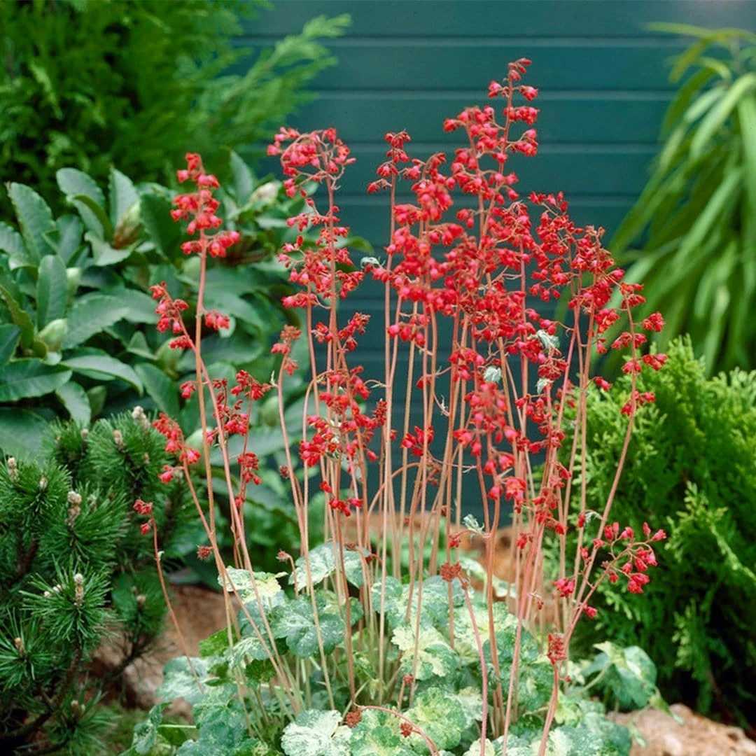 Roots Plants Perennials Heuchera 'Ruby Bells' | 10.5cm Pot 3 Roots Plants Perennials Heuchera 'Ruby Bells' | 10.5cm Pot