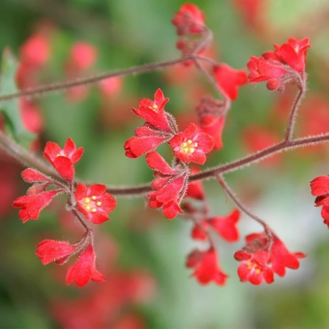 Roots Plants Perennials Heuchera 'Ruby Bells' | 10.5cm Pot 4 Roots Plants Perennials Heuchera 'Ruby Bells' | 10.5cm Pot