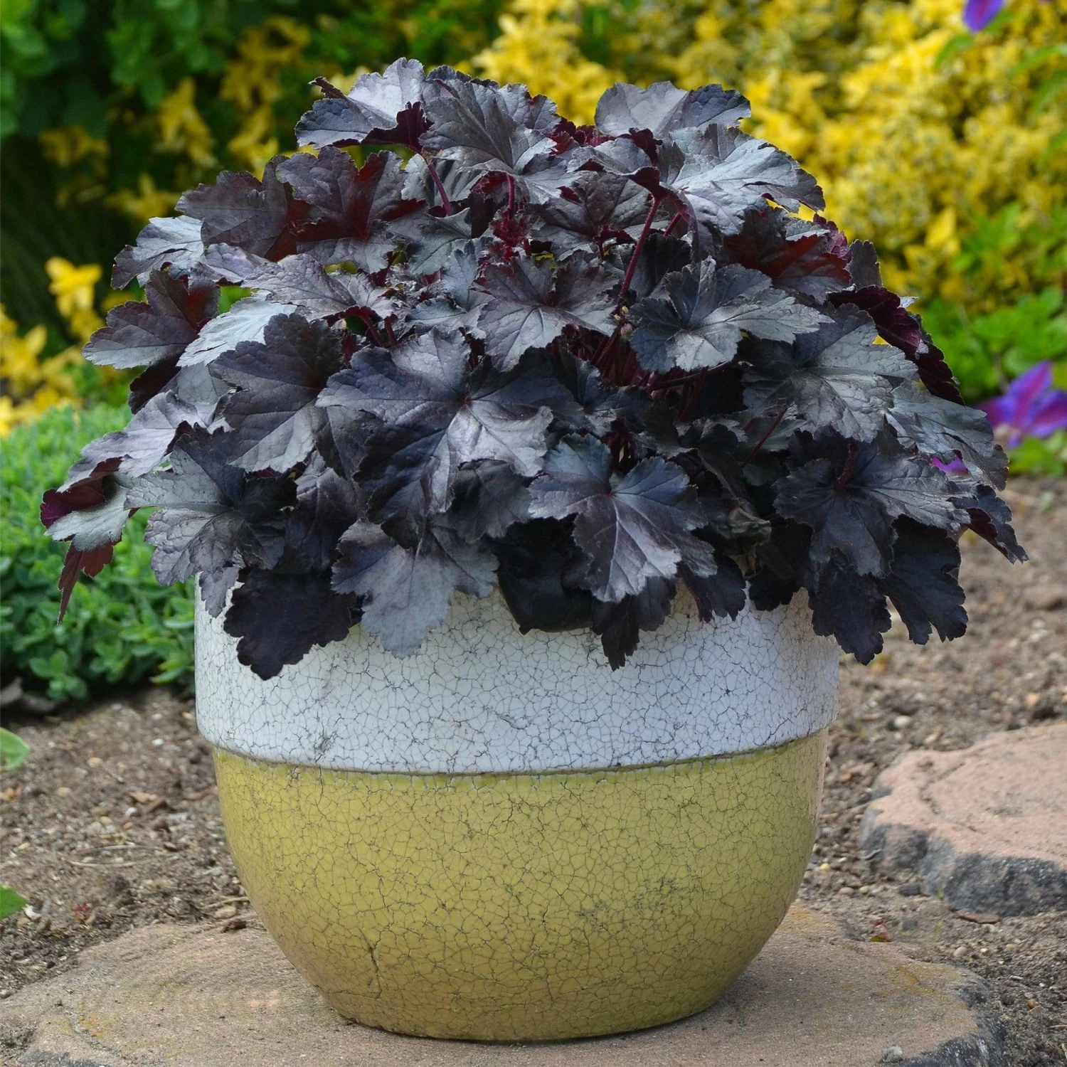 Roots Plants Perennials Heuchera Black Pearl' | 3L Pot 3 Roots Plants Perennials Heuchera Black Pearl' | 3L Pot