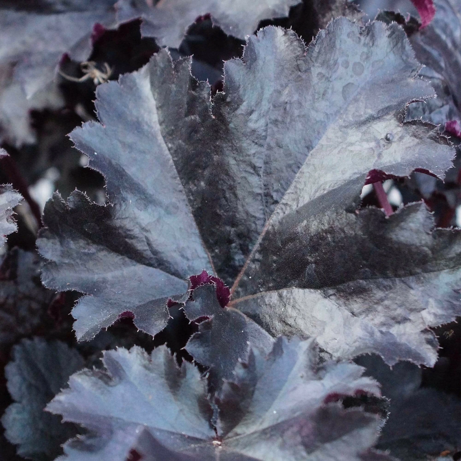 Roots Plants Perennials Heuchera Black Pearl' | 3L Pot 4 Roots Plants Perennials Heuchera Black Pearl' | 3L Pot