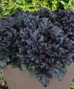 Roots Plants Perennials Heuchera Black Pearl' | 3L Pot 7 Roots Plants Perennials Heuchera Black Pearl' | 3L Pot
