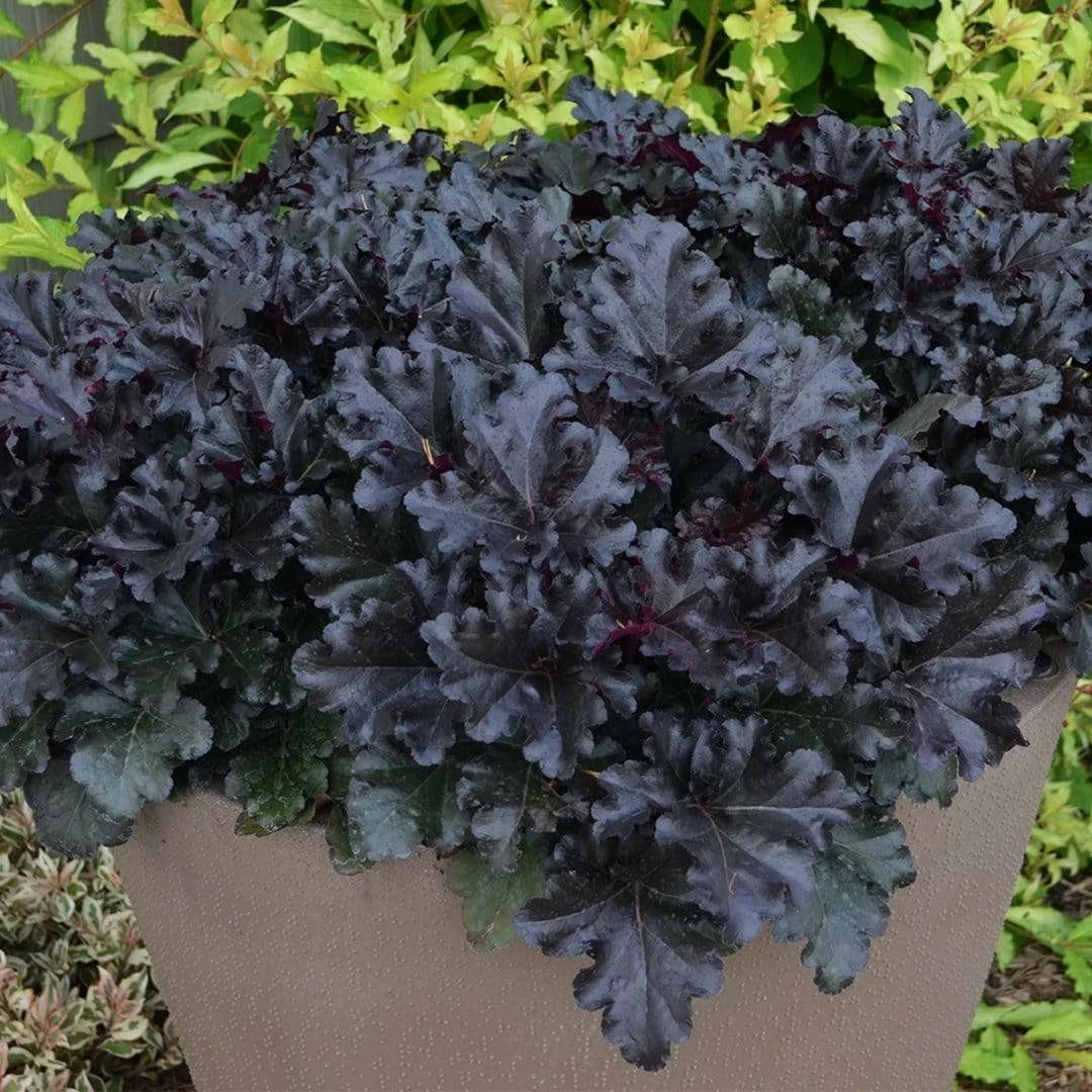 Roots Plants Perennials Heuchera Black Pearl' | 3L Pot 5 Roots Plants Perennials Heuchera Black Pearl' | 3L Pot