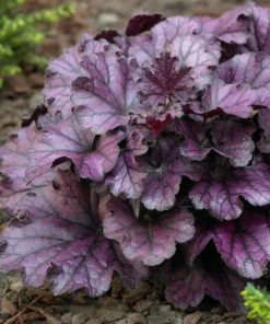 Roots Plants Perennials Heuchera 'Forever Purple' | 3L Pot