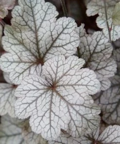 Roots Plants Heuchera Collection Perennials 19 Roots Plants Heuchera Collection Perennials
