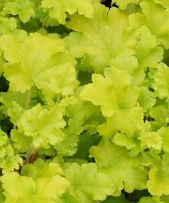 Roots Plants Heuchera Collection Perennials 18 Roots Plants Heuchera Collection Perennials