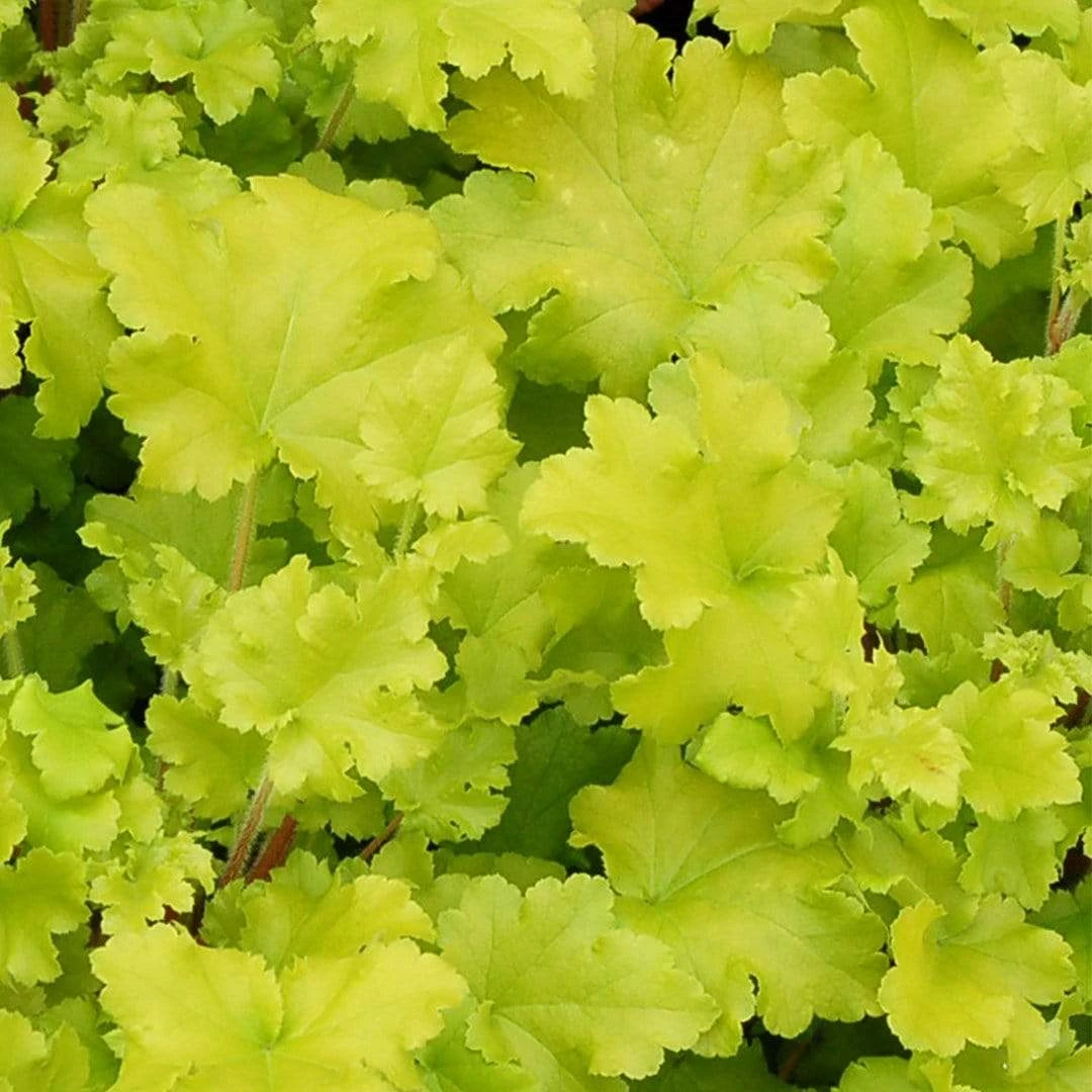 Roots Plants Heuchera Collection Perennials 9 Roots Plants Heuchera Collection Perennials