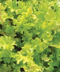 Roots Plants Perennials Heuchera 'Lime Marmalade'
