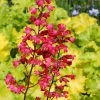 Roots Plants Perennials Heuchera 'Paris' 1 Roots Plants Perennials Heuchera 'Paris'