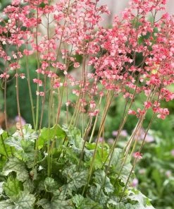 Roots Plants Perennials Heuchera 'Paris'