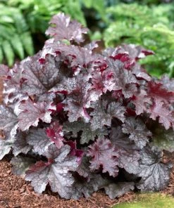 Roots Plants Heuchera 'Plum Pudding'