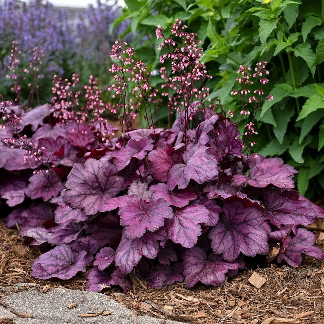 Roots Plants Heuchera Collection Perennials 4 Roots Plants Heuchera Collection Perennials