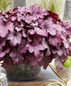 Roots Plants Heuchera'Wild Rose' | 3L Pot