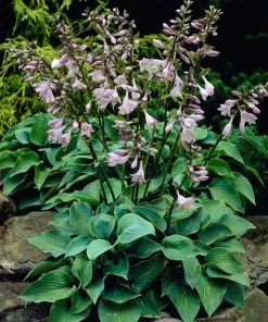Roots Plants Perennials Hosta Collection | 6 X 1L Pots