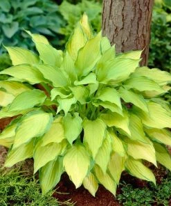 Roots Plants Hosta 'Lady Guinevere'