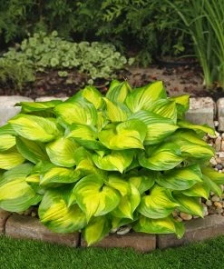 Roots Plants Hosta'Lakeside Banana Bay' | 1L Pot Perennials