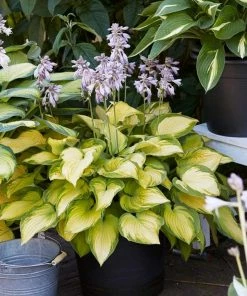 Roots Plants Hosta 'Lakeside Banana Bay' | 1L Pot Perennials