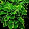 Roots Plants Hosta 'Wide Brim' | 1L Pot Perennials 1 Roots Plants Hosta 'Wide Brim' | 1L Pot Perennials