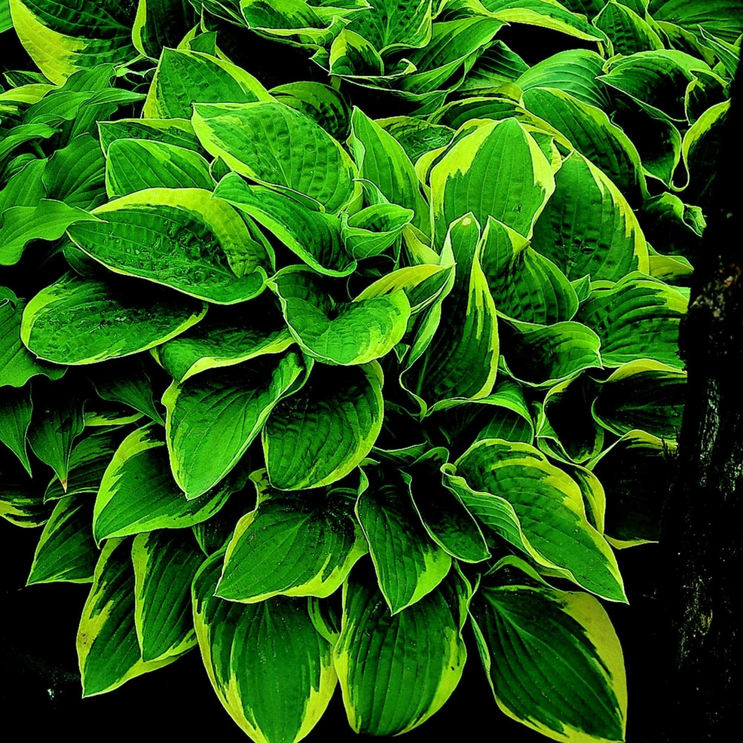 Roots Plants Hosta 'Wide Brim' | 1L Pot Perennials 3 Roots Plants Hosta 'Wide Brim' | 1L Pot Perennials