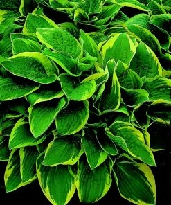 Roots Plants Perennials Hosta Collection | 6 X 1L Pots