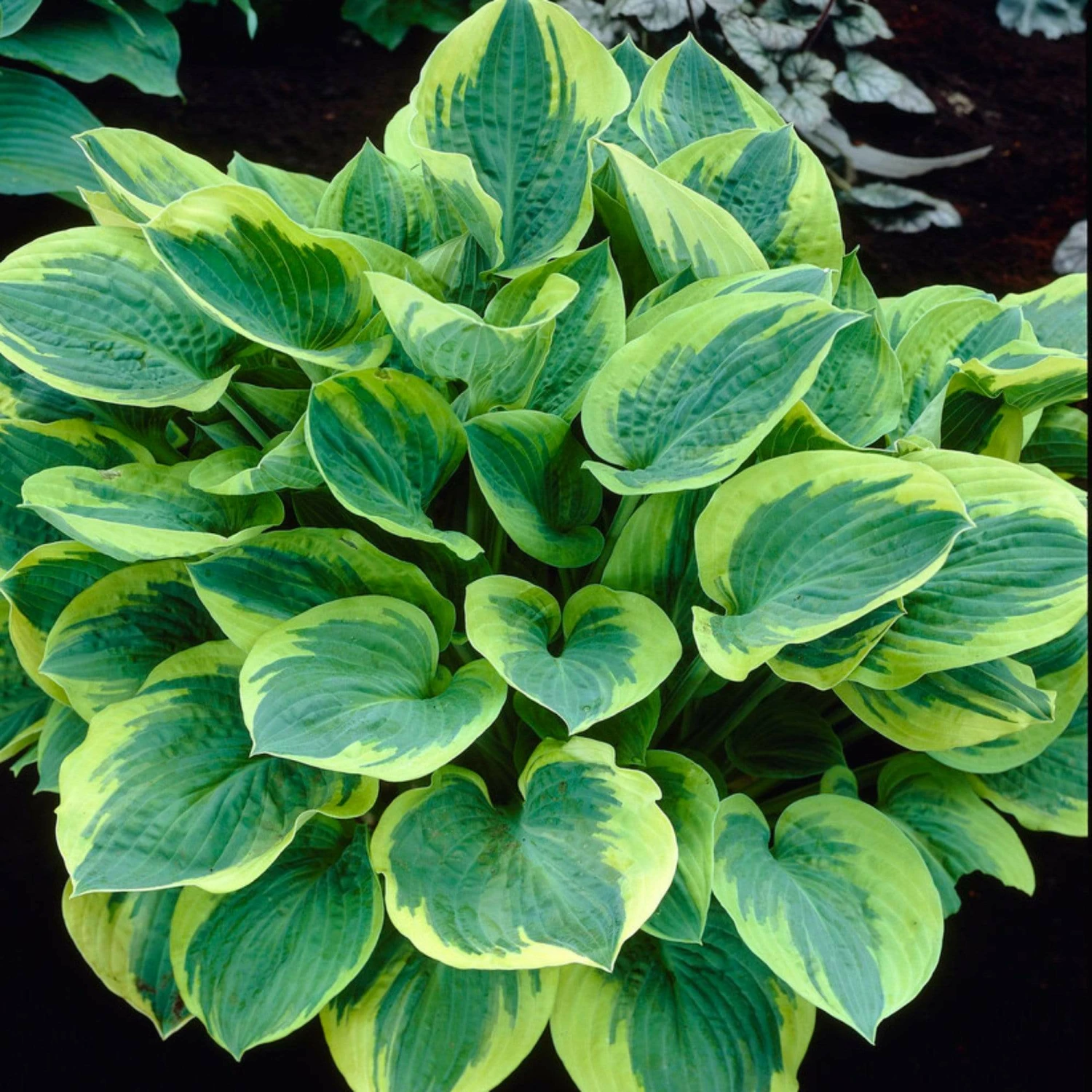 Roots Plants Hosta 'Wide Brim' | 1L Pot Perennials 5 Roots Plants Hosta 'Wide Brim' | 1L Pot Perennials