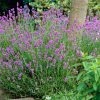 Roots Plants Perennials Lavender 'Hidcote Improved'