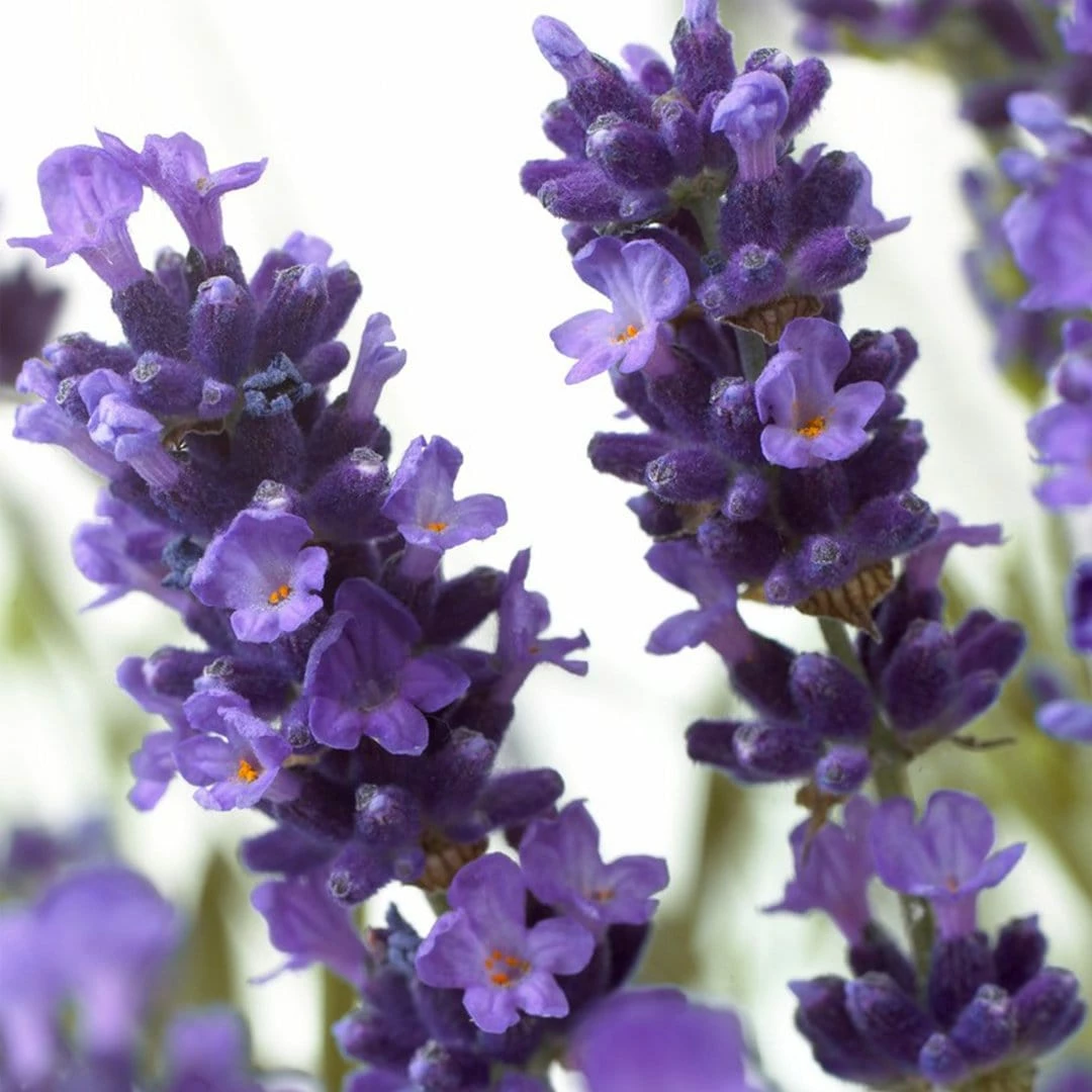 Roots Plants Perennials 15 Lavender Collection | Plug Plants 5 Roots Plants Perennials 15 Lavender Collection | Plug Plants