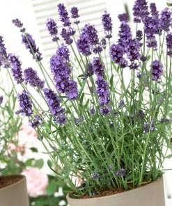 Roots Plants Perennials Lavender 'Hidcote Improved'