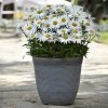 Roots Plants Leucanthemum 'Madonna' | Shasta Daisy 2 Roots Plants Leucanthemum 'Madonna' | Shasta Daisy