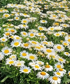 Roots Plants Mixed Flowering Perennial Plants | Extra Value Pack Perennials 20 Roots Plants Mixed Flowering Perennial Plants | Extra Value Pack Perennials